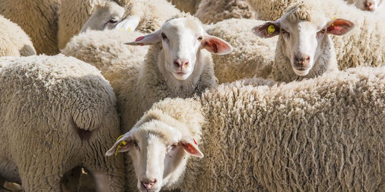 Santa Cruz: 450 trabajadores ingresarán a la zafra lanera bajo protocolo de coronavirus