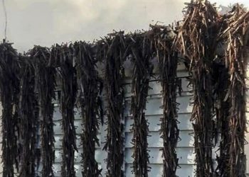 Una plaga de langostas llegó a Corrientes y preocupa en Entre Ríos, Brasil y Uruguay