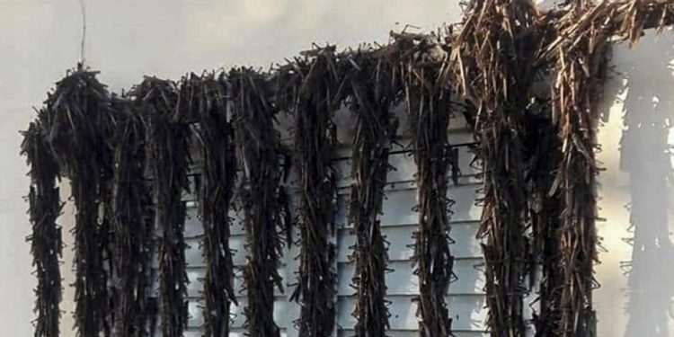 Una plaga de langostas llegó a Corrientes y preocupa en Entre Ríos, Brasil y Uruguay