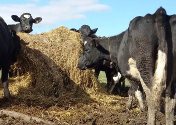 El Cluster Lechero del Centro Entrerriano se mueve y recoge experiencias