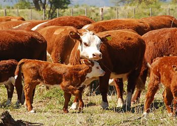 El Cono Sur trabajará de manera integrada en materia de sanidad animal