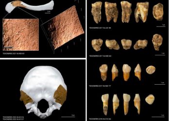 El importante descubrimiento sobre canibalismo de hace 52 mil años que tuvo participación de investigadores argentinos
