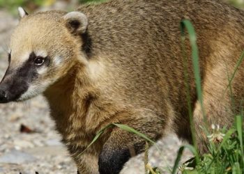 Gripe aviar: el MGAP detectó el primer foco en mamíferos en Flores