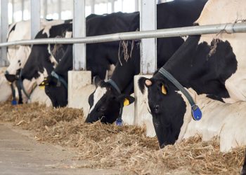 La cadena láctea debe organizarse para sortear las crisis