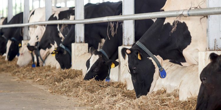 La cadena láctea debe organizarse para sortear las crisis