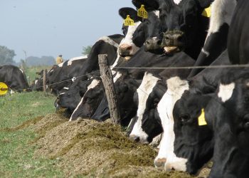 La genética ya trabaja en la eficiencia de conversión