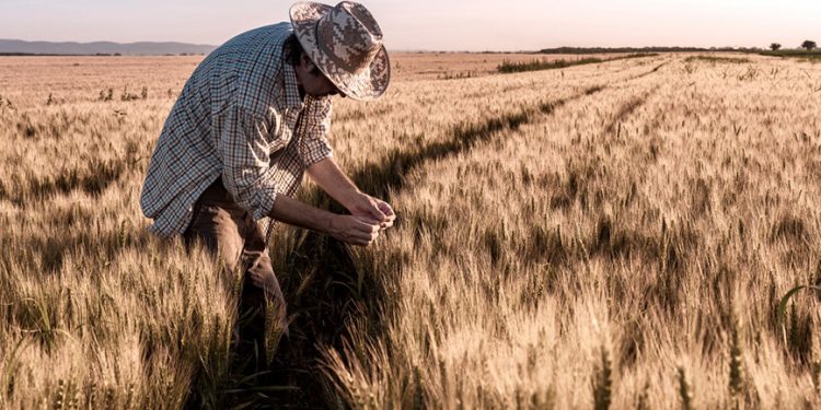 Las lluvias cambian el potencial productivo del trigo en el este de la región núcleo