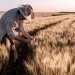 Las lluvias cambian el potencial productivo del trigo en el este de la región núcleo