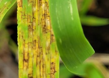 Mancha en red en cebada: desenmascarando la resistencia a las carboxamidas