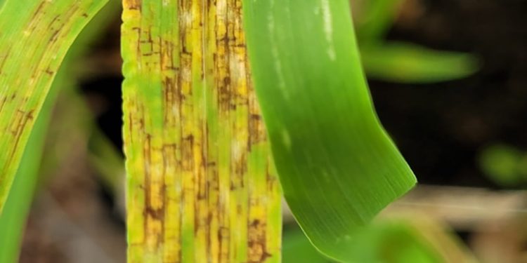 Mancha en red en cebada: desenmascarando la resistencia a las carboxamidas