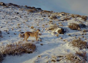National Geographic presenta “Pumas de la Estepa”