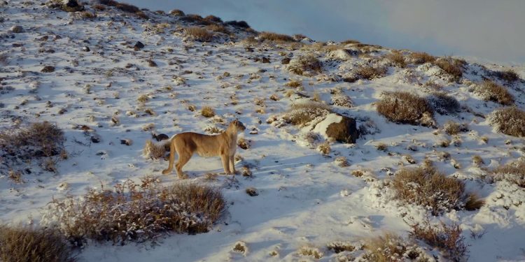 National Geographic presenta “Pumas de la Estepa”