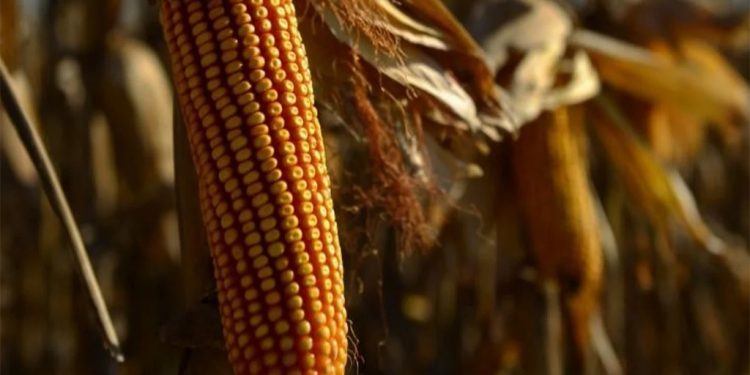 Nuevos avances sobre el virus que causa el Mal de Río Cuarto en maíz