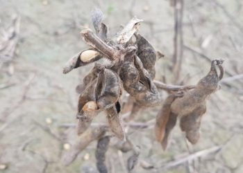 Productores santafesinos dudan entrar a cosechar algunas sojas tardías