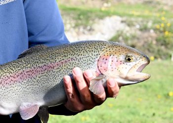 Se concretó la primera exportación de trucha arcoíris a EE.UU