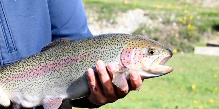 Se concretó la primera exportación de trucha arcoíris a EE.UU