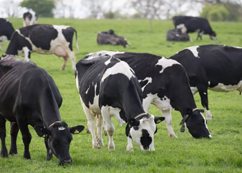 Un congreso veterinario para mirarse al espejo