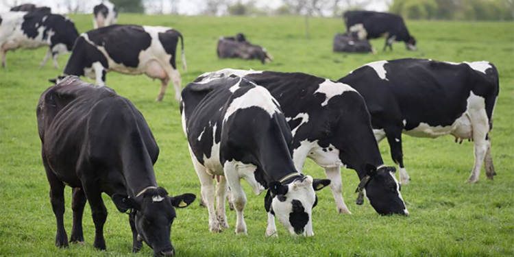 Un congreso veterinario para mirarse al espejo