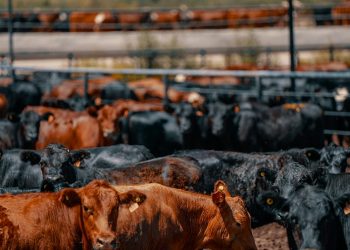 Un feedlot modelo que cosecha datos y transfiere conocimiento