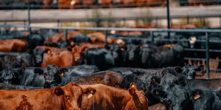 Un feedlot modelo que cosecha datos y transfiere conocimiento