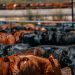 Un feedlot modelo que cosecha datos y transfiere conocimiento