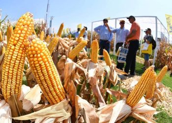 Aplicarán el impuesto PAIS a la compra de dólar billete destinado a importaciones