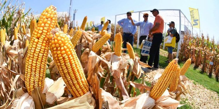 Aplicarán el impuesto PAIS a la compra de dólar billete destinado a importaciones