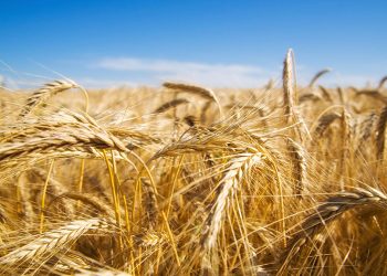 Aumentan rindes de trigo hasta 20% con el uso de hongos