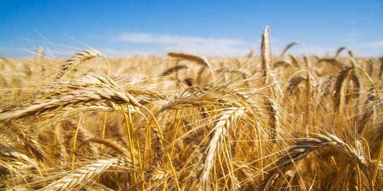 Aumentan rindes de trigo hasta 20% con el uso de hongos