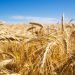 Aumentan rindes de trigo hasta 20% con el uso de hongos