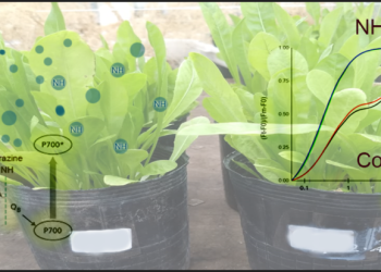 Crean nanoherbicidas para reducir la aplicación de atrazina en cultivos extensivos