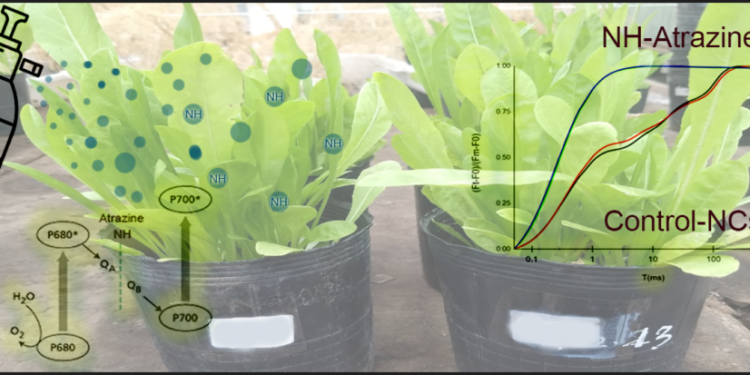 Crean nanoherbicidas para reducir la aplicación de atrazina en cultivos extensivos