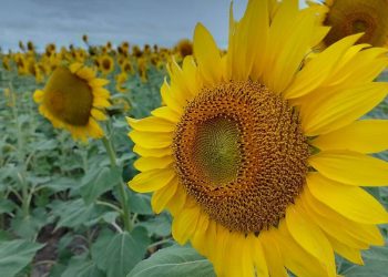 Girasol: investigan cómo maximizar la fotosíntesis para aumentar el rendimiento