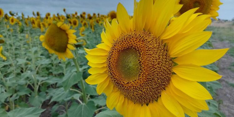 Girasol: investigan cómo maximizar la fotosíntesis para aumentar el rendimiento