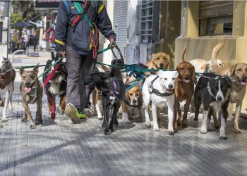 Hace más de 10 años que el gobierno porteño se niega a construir 15 veterinarias