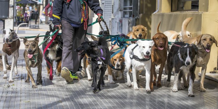 Hace más de 10 años que el gobierno porteño se niega a construir 15 veterinarias
