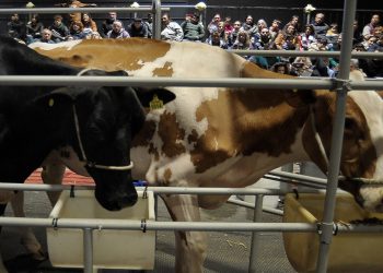 La lechería, con espacio destacado en la Expo de Palermo