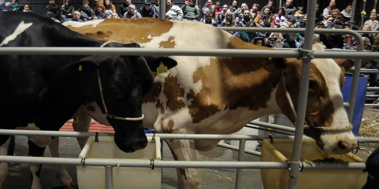 La lechería, con espacio destacado en la Expo de Palermo