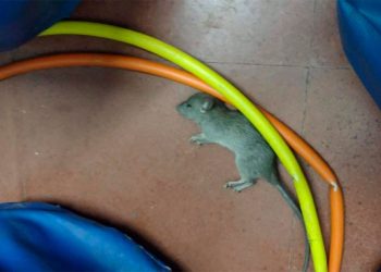 Las contradicciones entre Larreta y Jorge Macri por las ratas en las escuelas y una certeza: no dan soluciones