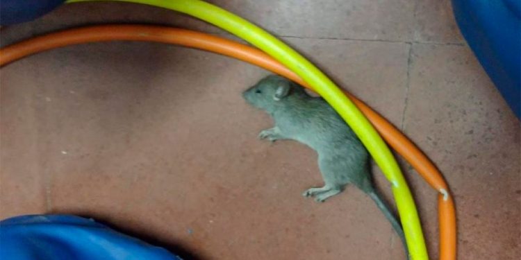 Las contradicciones entre Larreta y Jorge Macri por las ratas en las escuelas y una certeza: no dan soluciones