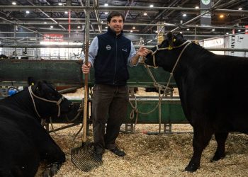 Lavagna llevó un lote de los mejores ejemplares de su cabaña para competir en la Expo Rural