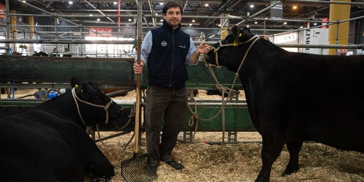 Lavagna llevó un lote de los mejores ejemplares de su cabaña para competir en la Expo Rural