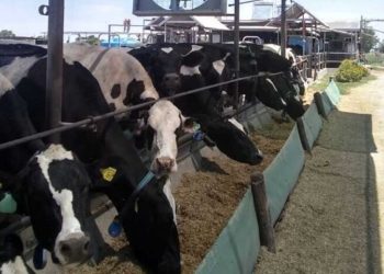 «Nunca en mi vida tuve que encerrar las vacas a principios de abril como éste año»