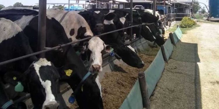«Nunca en mi vida tuve que encerrar las vacas a principios de abril como éste año»