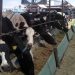 «Nunca en mi vida tuve que encerrar las vacas a principios de abril como éste año»