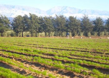 Presentan una nueva variedad de comino