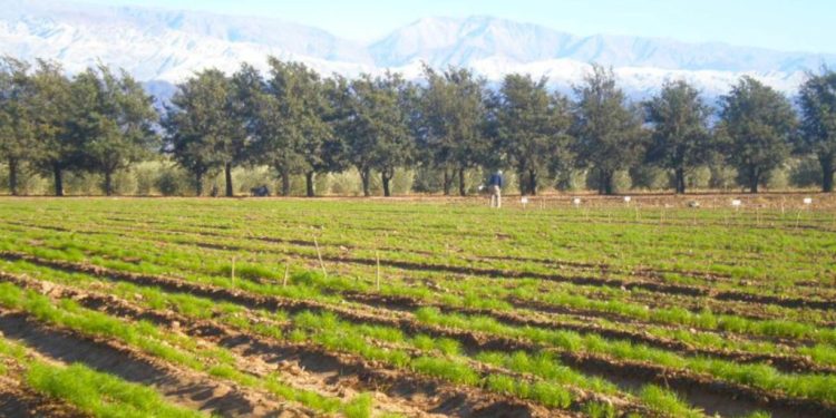 Presentan una nueva variedad de comino