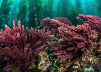 Un alga roja combate el efecto invernadero de gases provenientes de excrementos de vaca