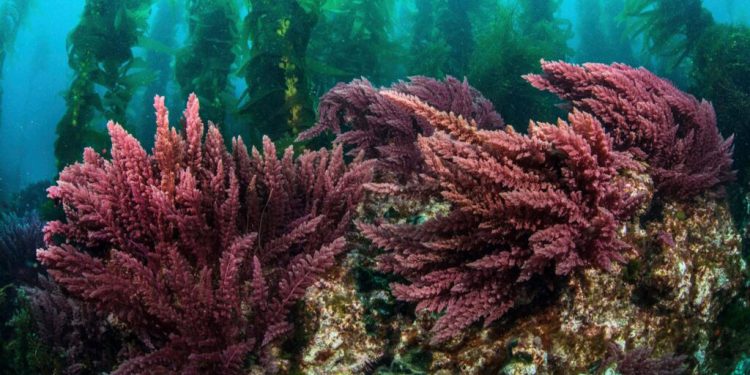 Un alga roja combate el efecto invernadero de gases provenientes de excrementos de vaca