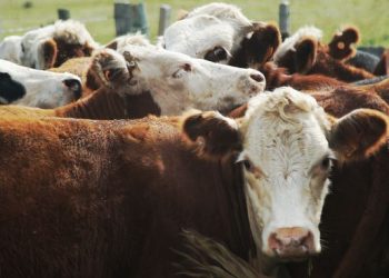 Uruguay pierde hasta u$s 50 millones por parásitos externos en el ganado